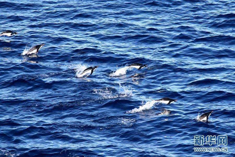这是海面上的企鹅群（2月15日摄）。新华社记者 刘诗平 摄 图片来源：新华网
