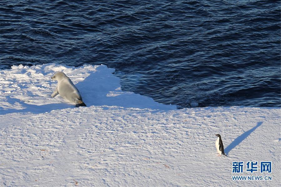一些小冰山成为企鹅和海豹休憩的场所（2月15日摄）。新华社记者 刘诗平 摄 图片来源：新华网