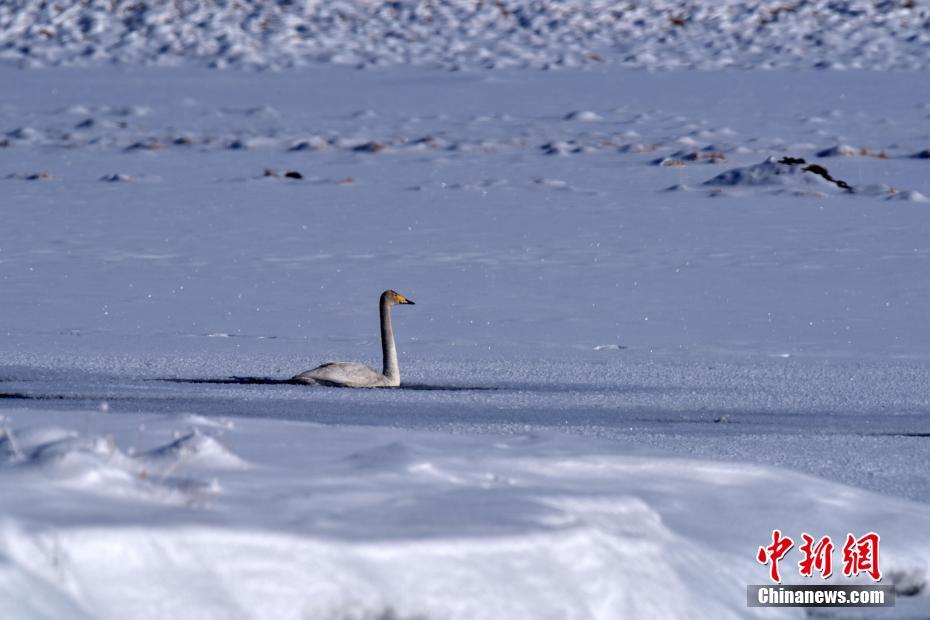 一只天鹅在白雪覆盖的新疆和静县巴音布鲁克草的湿地嬉戏。中新社发 确·胡热 摄 图片来源：CNSPHOTO