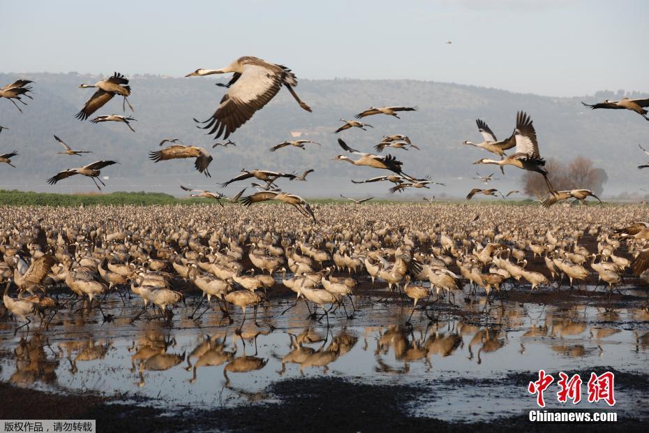 当地时间2月21日，大批鸟从东欧向非洲迁徙，以色列北部呼拉谷的哈胡拉观鸟胜地聚集了数千只灰鹤，场面壮观。 图片来源：中新网