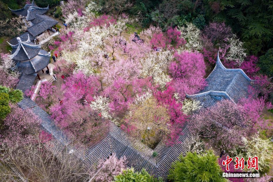 3月9日，随着天气转暖，南京雨花台风景区梅花盛开，满园春色吸引游人前来踏青赏花。中新社发 苏阳 摄