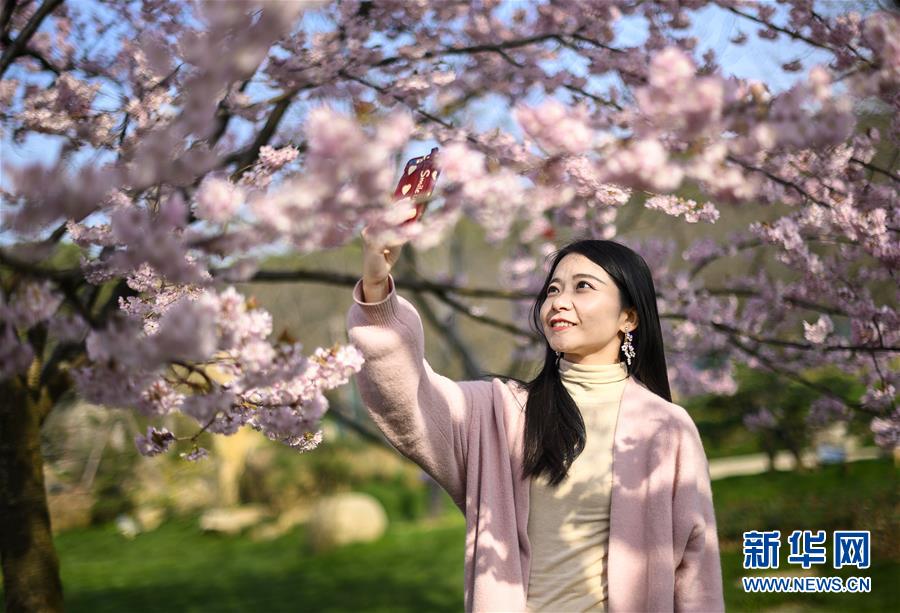 3月13日，游客在武汉东湖樱园赏樱拍照。当日，2019中国武汉东湖樱花节在武汉东湖樱园开幕。 新华社记者 熊琦 摄
