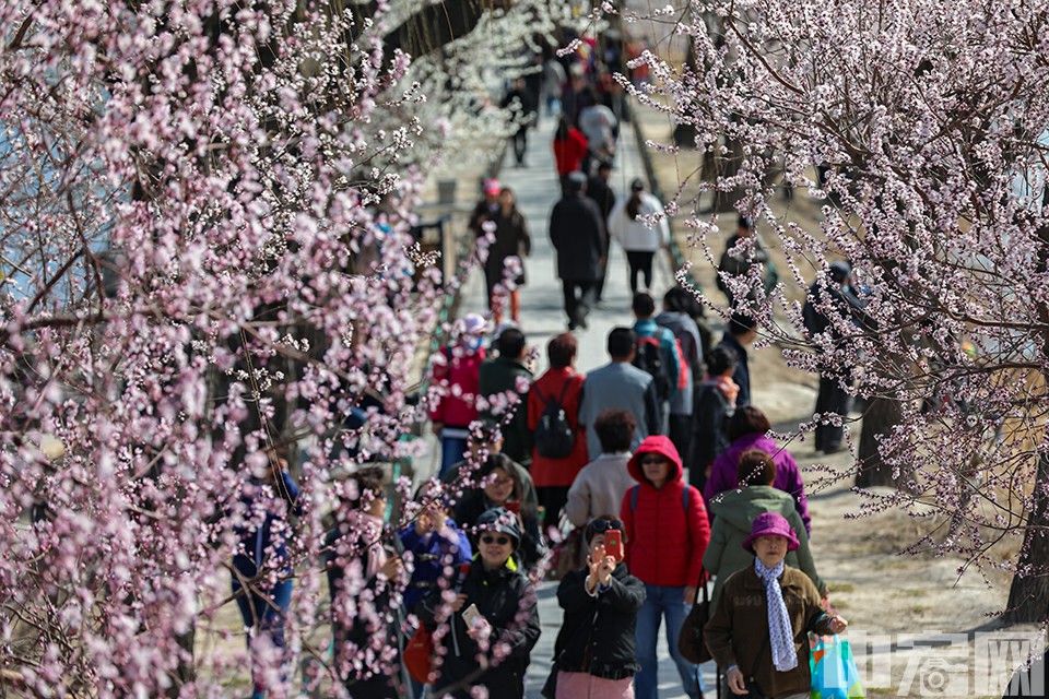 北京颐和园昆明湖西堤绽放的春花吸引了众多游人。中宏网记者 康书源 摄