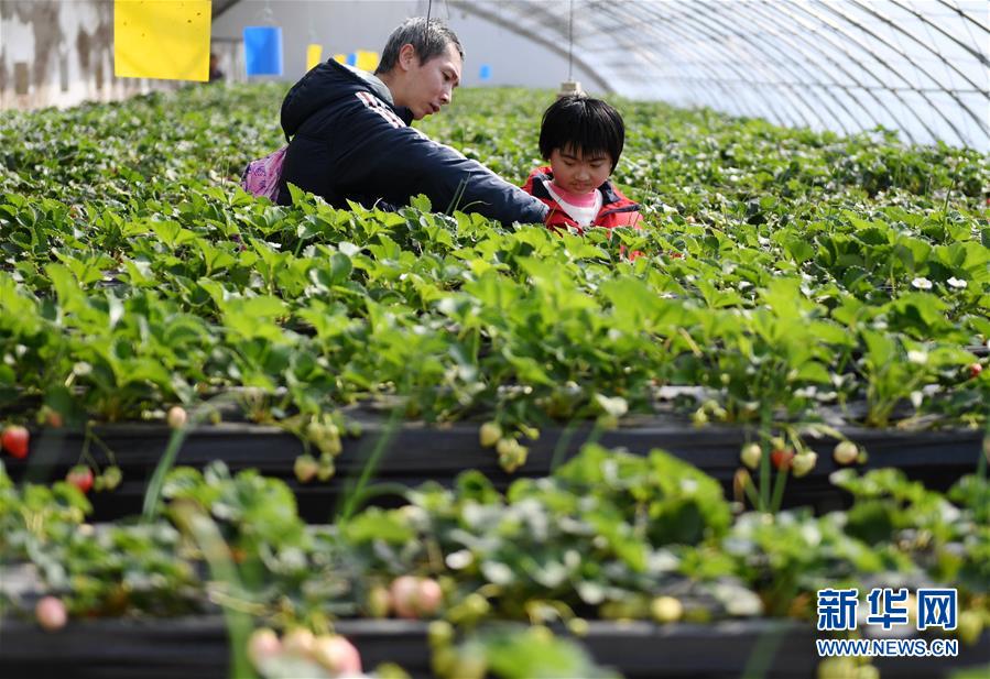 3月16日，游客在农业嘉年华上采摘草莓。<br/>

　　当日，第七届北京农业嘉年华在昌平区草莓博览园开幕。本届农业嘉年华打造创意农业景观190余个，汇集农业优新特品种800余个，展示先进农业技术70余项。<br/>

　　新华社记者 张晨霖 摄