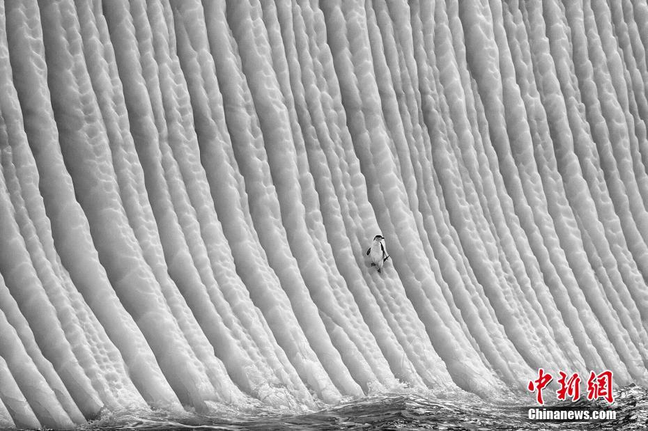照片故事组 第二名 《冰的职责》 作者：Paul Nicklen 图片来源：中新网