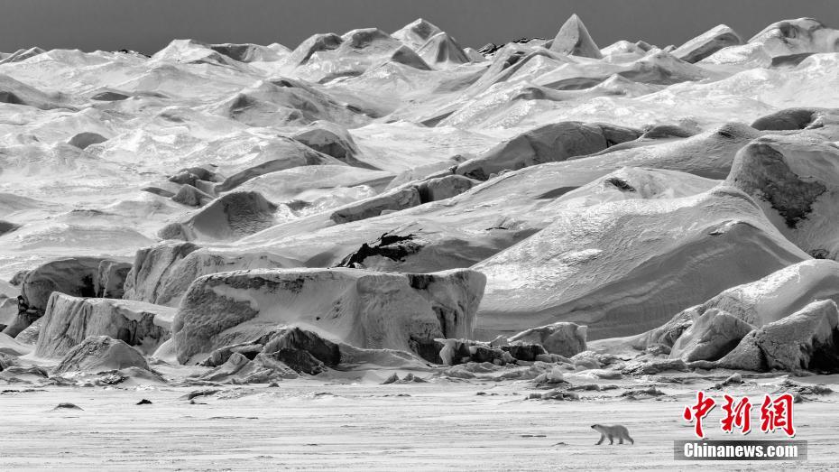 照片故事组 第二名《冰的职责》 作者：Paul Nicklen 图片来源：中新网