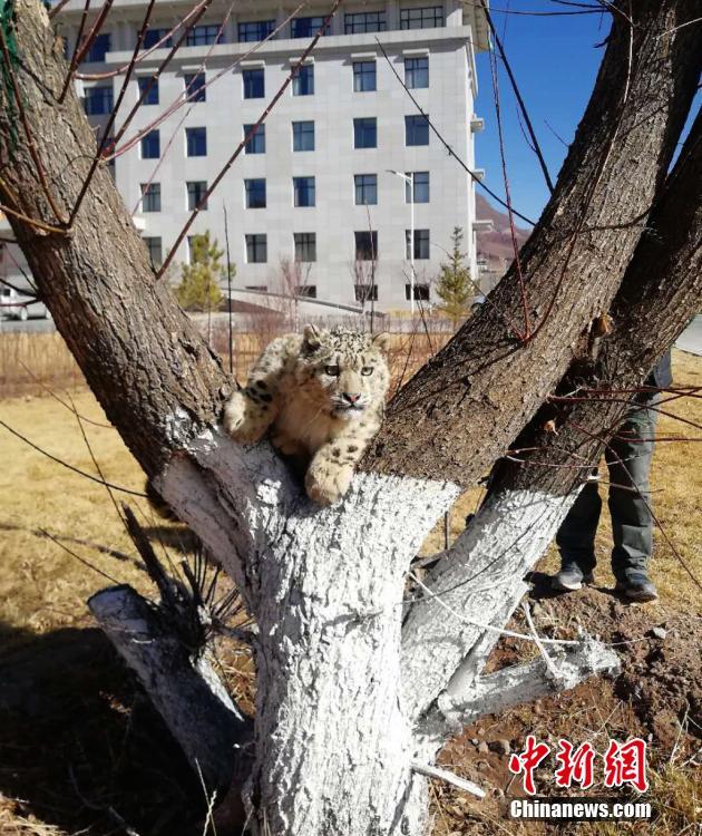 雪豹攀爬到树上。文/龙俊霖 赵朗 林周林业局供图 图片来源：中新网