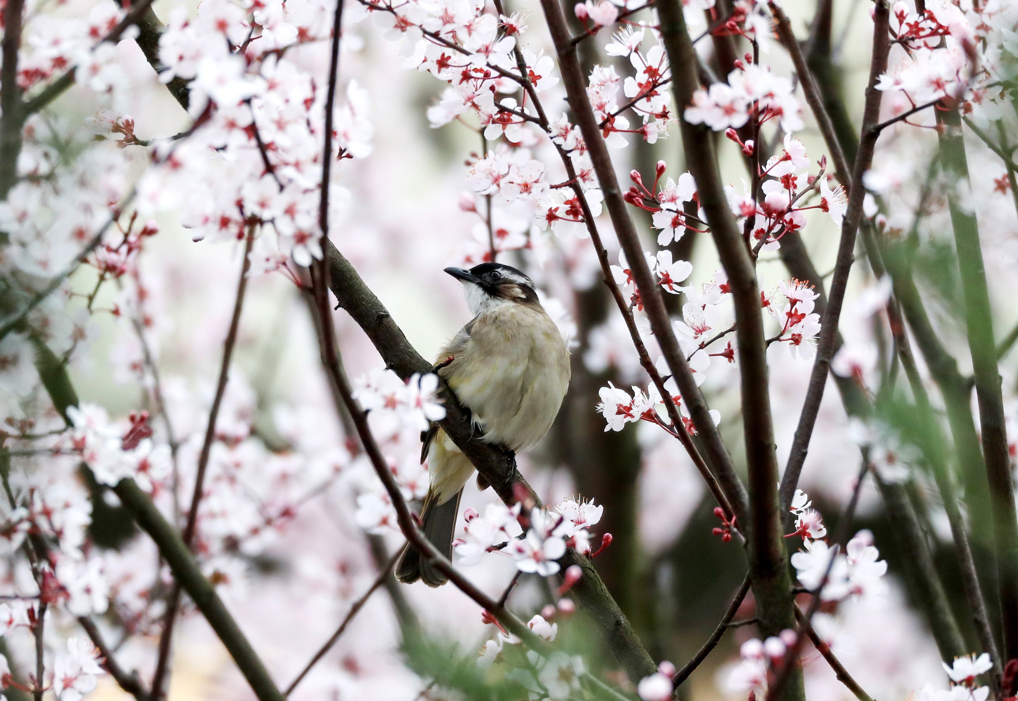 春天的脚步之鸟语花香