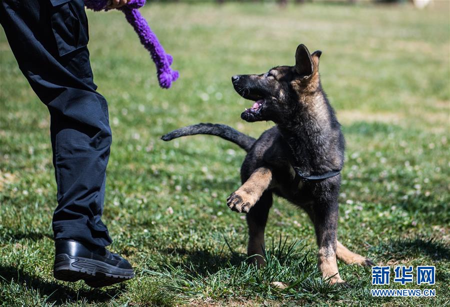 克隆犬“昆勋”在昆明警犬基地与训犬员玩耍（3月21日摄）。<br/>

　　日前，三个月大的克隆犬“昆勋”辗转两千多公里，从北京来到昆明警犬基地正式“入学”，在训导员的培训下，适时开发潜在的警用性能，为6月龄之后的“上岗培训”做准备。<br/>

　　“昆勋”2018年12月在北京出生，出生时体重540克，体长23厘米，各项健康指标均正常，它的诞生标志着我国首次成功实现警用工作犬克隆。<br/>

　　此次遴选为供体犬的“化煌马”是一只雌性狼青系昆明犬，现年7岁，曾因实战能力突出被评为公安部“一级功勋犬”。经第三方机构亲缘鉴定，克隆犬“昆勋”的DNA与体细胞供体犬“化煌马”有99.9%以上的相似度，证实二者存在同一性关系。新华社记者 江文耀 摄<br/>