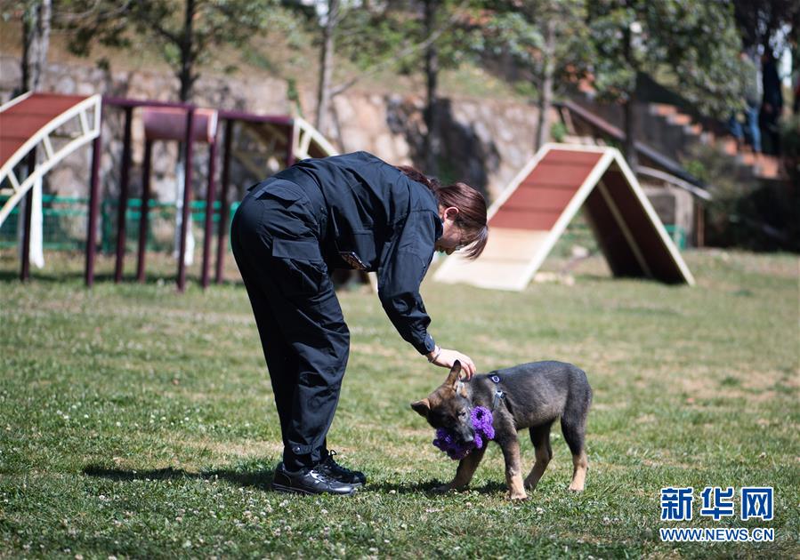 训犬员对克隆犬“昆勋”进行测试（3月21日摄）。新华社记者 江文耀 摄