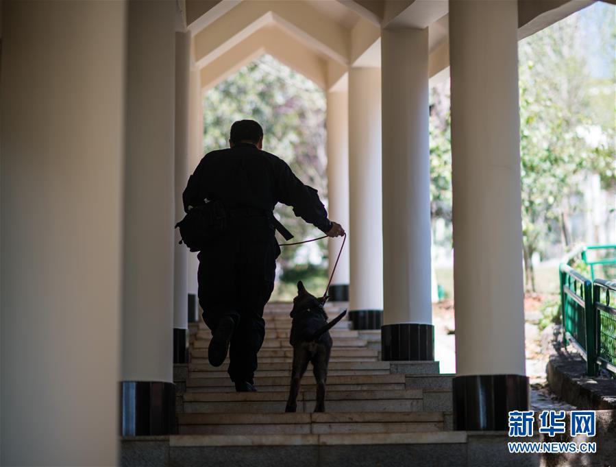 克隆犬“昆勋”与训犬员准备训练（3月21日摄）。新华社记者 江文耀 摄