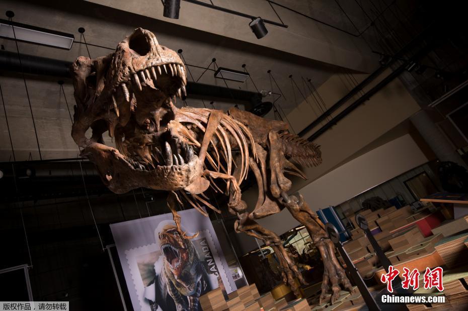 据外媒3月23日报道，在费时数十年重建骨骼后，一支古生物学家团队确认，于1991年在加拿大西部发现的暴龙化石，是全球迄今发现的最大暴龙。