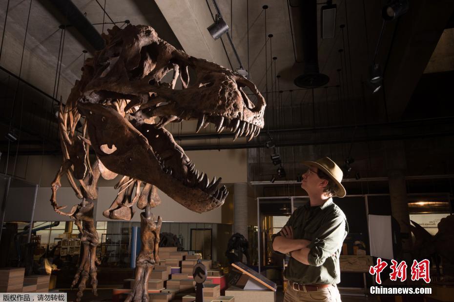 加拿大阿尔伯塔大学团队表示，这只取名为“斯科蒂”(Scotty)的暴龙身长13米，体重很可能在8800公斤以上，超越过去所发现的所有肉食性恐龙。