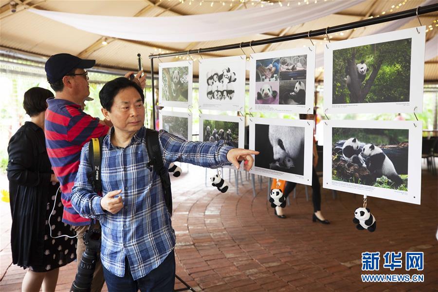 3月24日，在澳大利亚阿德莱德动物园，中国摄影师周孟棋讲述照片背后的故事。 中国摄影师周孟棋大熊猫摄影作品展24日在澳大利亚阿德莱德动物园举行。展览以“大熊猫和它的家乡”为主题，共包括50幅作品。周孟棋现年65岁，拍摄大熊猫主题照片已有27年。 新华社发（潘翔越摄）