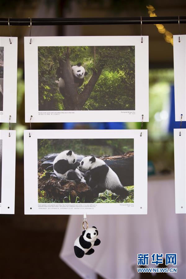 这是3月24日在澳大利亚阿德莱德动物园大熊猫摄影作品展上拍摄的参展作品。 中国摄影师周孟棋大熊猫摄影作品展24日在澳大利亚阿德莱德动物园举行。展览以“大熊猫和它的家乡”为主题，共包括50幅作品。周孟棋现年65岁，拍摄大熊猫主题照片已有27年。 新华社发（潘翔越摄）