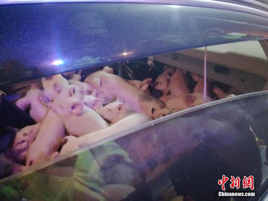 近日，一辆无证运输生猪崽的黑色小轿车被南京交警高速八大队横梁公安检查站拦截，车后座及贯通的后备箱里塞满了62头猪崽，场面可谓壮观！ 图/文 苏天 郭俊良 图片来源：中新网