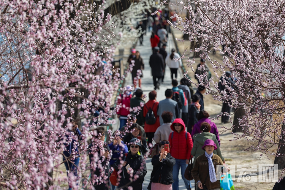 随着清明的临近，不少人一定都打算趁着小长假踏青出游，而假期四处人山人海和高速“停车场”的景象往往令人却步，因此，我们走遍了北京市内各处网红赏花地，为各位网友带来这份身边的春季赏花攻略！<br/>
【颐和园】每年4月，颐和园西堤桃红柳绿，都会吸引大量游人，漫步于此，就能感受到皇家园林的浓浓春意。 中宏网记者 康书源 摄