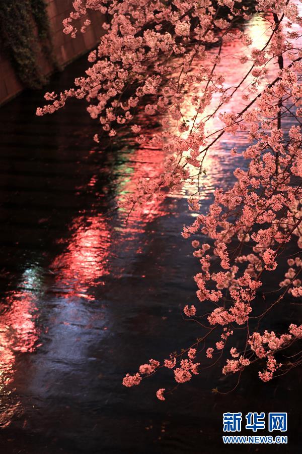 夜晚的樱花更加迷人。 新华社记者 杜潇逸 摄
