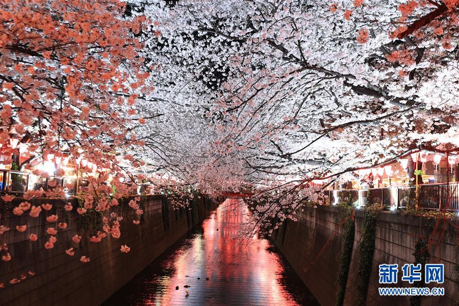 这是4月3日在日本东京拍摄的目黑川沿岸樱花。日本近日正是樱花花季。东京目黑川两岸的樱花正在盛开，夜晚时分在灯笼的点缀下愈发迷人，吸引世界各地的游客前来欣赏游玩。新华社记者 杜潇逸 摄