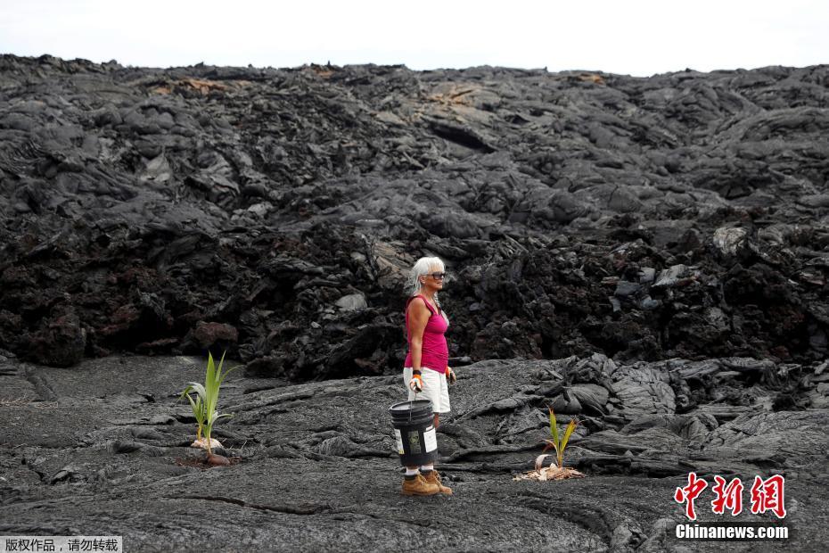 黛安·科恩在漆黑的熔岩上种下了椰子树。 图片来源：中新网