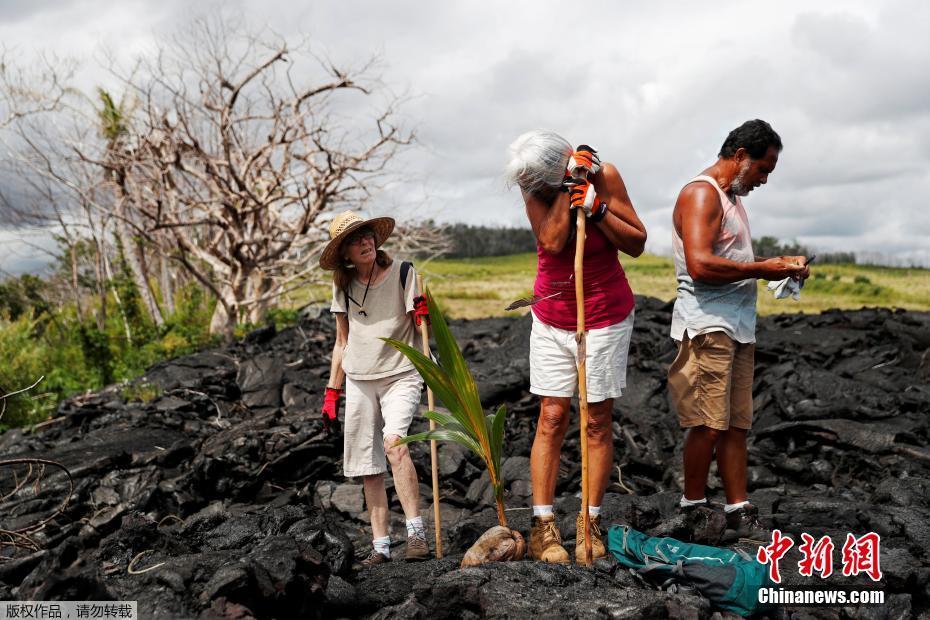 黛安·科恩（中）和丈夫以及朋友一起回到被岩浆覆盖的家园，他们带来了几颗富有夏威夷风情的椰子树。 图片来源：中新网
