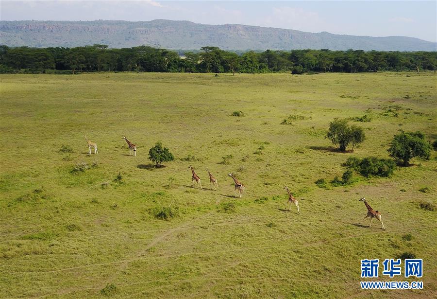 在肯尼亚纳库鲁国家公园拍摄的奔跑中的长颈鹿。 新华社记者陈诚摄