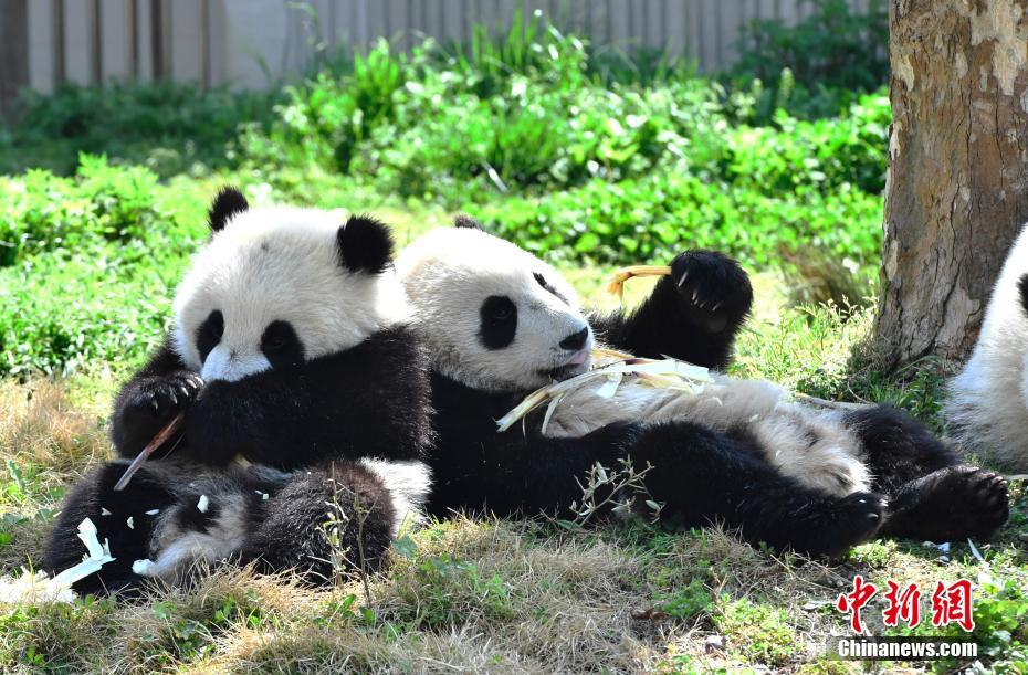 4月23日，11只2018年出生的大熊猫宝宝在中国大熊猫保护研究中心神树坪基地熊猫幼儿园里沐浴着春日的阳光，它们或坐或躺，登高望远、争抢美食、悠闲自得。 安源 摄 图片来源：中新网
