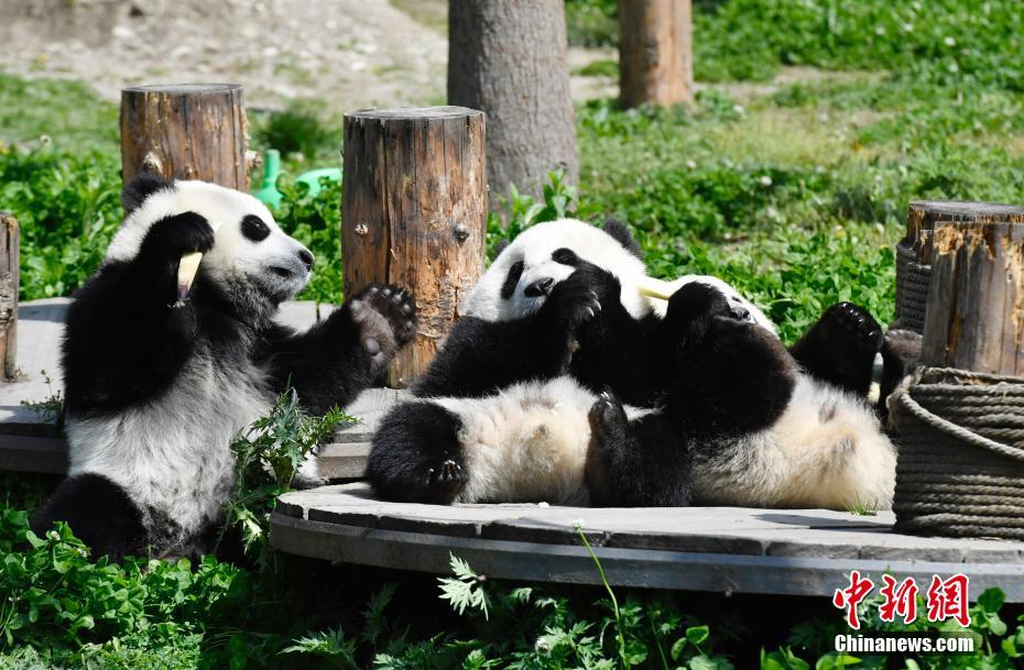 图为享受美食的熊猫宝宝。安源 摄 图片来源：中新网