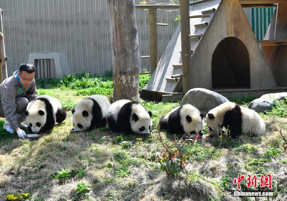图为熊猫宝宝在幼儿园里喝奶。安源 摄 图片来源：中新网