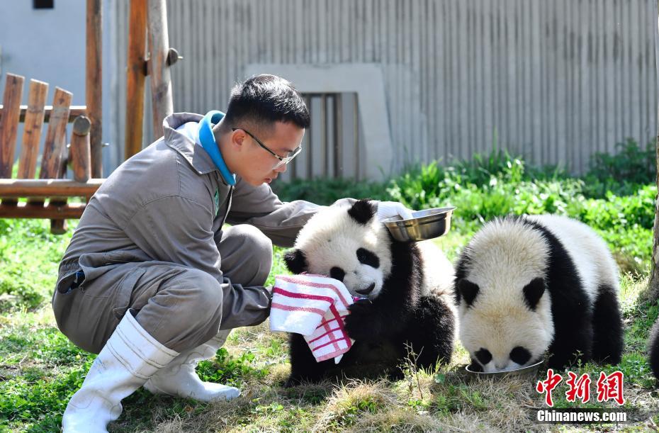 图为“奶爸”为熊猫宝宝擦嘴。安源 摄 图片来源：中新网