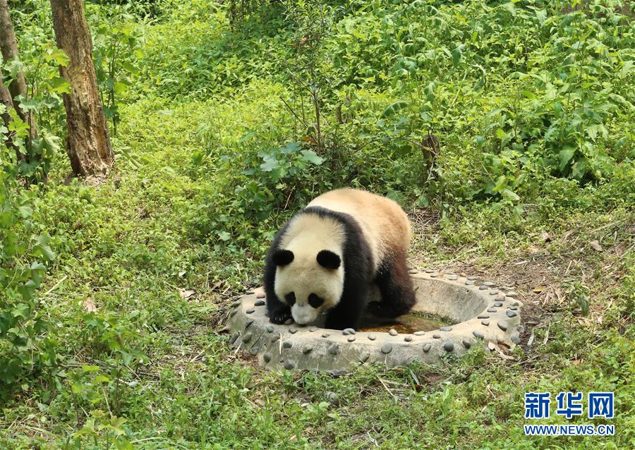 中国大熊猫保护研究中心碧峰峡基地里，大熊猫“丁丁”正在接受隔离检疫（4月26日摄）。据中国大熊猫保护研究中心介绍，大熊猫“如意”“丁丁”将结束隔离检疫，从保护研究中心雅安碧峰峡基地出发乘专机前往俄罗斯莫斯科动物园，开启为期15年的中俄大熊猫保护研究合作项目。据悉，大熊猫“如意”“丁丁”预计4月29日中午从成都双流国际机场出发，北京时间22时到达莫斯科机场。 新华社记者萧永航摄
