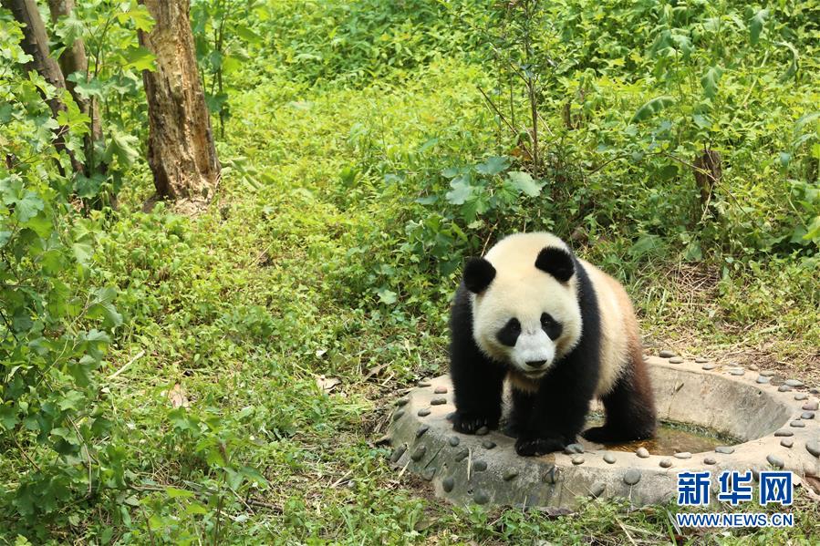 中国大熊猫保护研究中心碧峰峡基地里，大熊猫“如意”正在接受隔离检疫（4月26日摄）。据中国大熊猫保护研究中心介绍，大熊猫“如意”“丁丁”将结束隔离检疫，从保护研究中心雅安碧峰峡基地出发乘专机前往俄罗斯莫斯科动物园，开启为期15年的中俄大熊猫保护研究合作项目。据悉，大熊猫“如意”“丁丁”预计4月29日中午从成都双流国际机场出发，北京时间22时到达莫斯科机场。 新华社记者萧永航摄