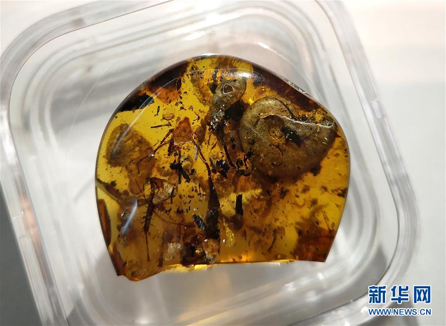 这是5月14日在中国科学院南京地质古生物研究所拍摄的内有“菊石”等动物个体的琥珀。当日,记者从中国科学院南京地质古生物研究所获悉,由该所研究人员领导的一个国际团队发现了一枚罕见的琥珀,其中包裹了一只史前海洋动物“菊石”。 新华社记者 孙参 摄