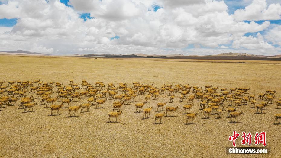藏羚羊群途径改则县古姆乡附近。文/江飞波 图/索朗仁青 图片来源：中新网