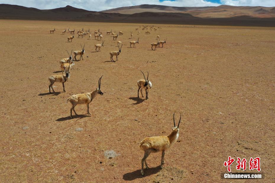 藏羚羊公羊群。文/江飞波 图/索朗仁青 图片来源：中新网