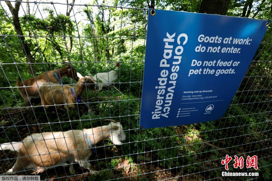 当地时间5月21日，美国纽约河公园保护协会向当地公园引进24只山羊，来清除外来入侵植物。 图片来源：中新网