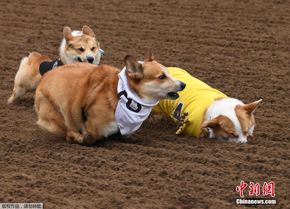 当地时间5月26日,美国加州阿卡迪亚一赛马场内举行了南加州“Corgi Nationals”锦标赛,数百只柯基犬在17场比赛中争夺“最快柯基”称号。图为一只柯基犬在比赛?#23567;?#39532;失前蹄”。 图片来源:中新网