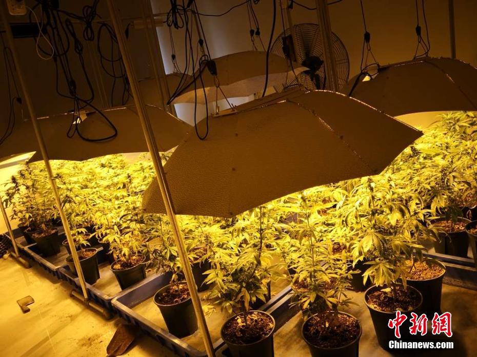 贩卖毒品案,抓获犯罪嫌疑人1名,缴获大麻原植物200余株,大麻930_697