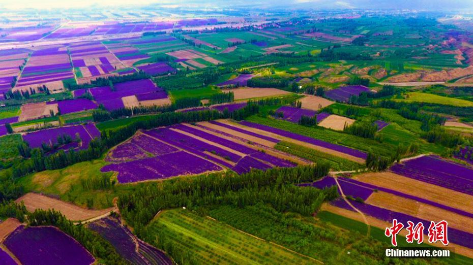 近年来，以薰衣草为主题的旅游业不断升温，为当地农民增收创造了新的渠道，霍城县已成为名副其实的“中国薰衣草之乡”。 李梦婷 摄 图片来源：中新网