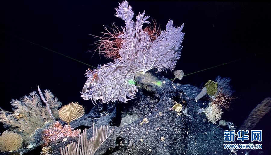 “发现”号遥控无人潜水器在海山拍摄到的“海底花园”（5月28日摄）。 中国新一代远洋综合科考船“科学”号已完成西太平洋卡罗琳洋脊上的海山科考任务，正在返航途中。本航次，科考队员对海山进行了19次精细调查，采集到了250多种深海生物样品，几乎是过去“科学”号两个海山航次才能采集到的物种总数。 新华社发