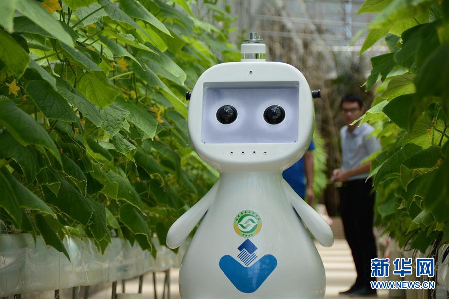 6月15日，福建新大陆时代科技有限公司工作人员在调试人工智能农业机器人。新华社记者 林超 摄