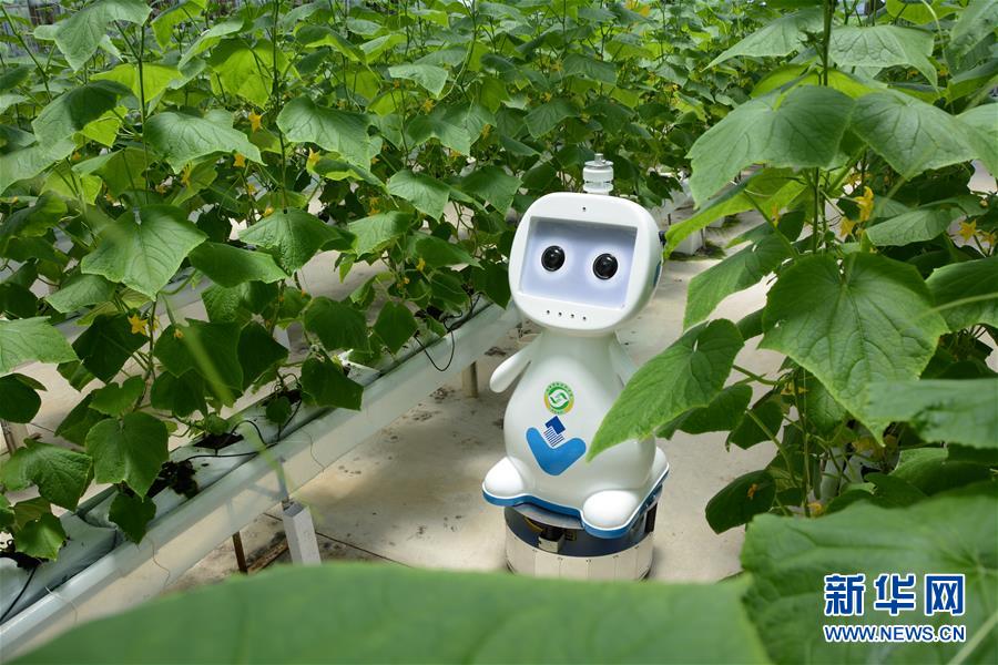 6月15日，人工智能农业机器人在中国以色列示范农场的大棚内巡检。 新华社记者 林超 摄