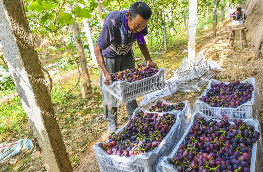 　6月17日，河北省武强县聚宝种植专业合作社的工人在搬运葡萄。 新华社记者 李晓果 摄