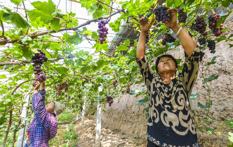 　6月17日，河北省武强县聚宝种植专业合作社的工人在采摘葡萄。 新华社记者 李晓果 摄