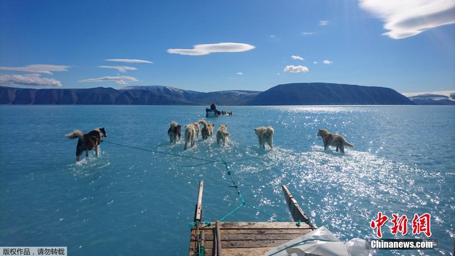 6月19日消息，格陵兰岛位处北极圈内，被大量冰雪覆盖，但当地近日出现不寻常的融冰情况，约20亿吨冰雪在一日内融化。图为6月13日在格陵兰岛西北部，雪橇狗穿过冰川融化后形成的湖泊。 图片来源：中新网