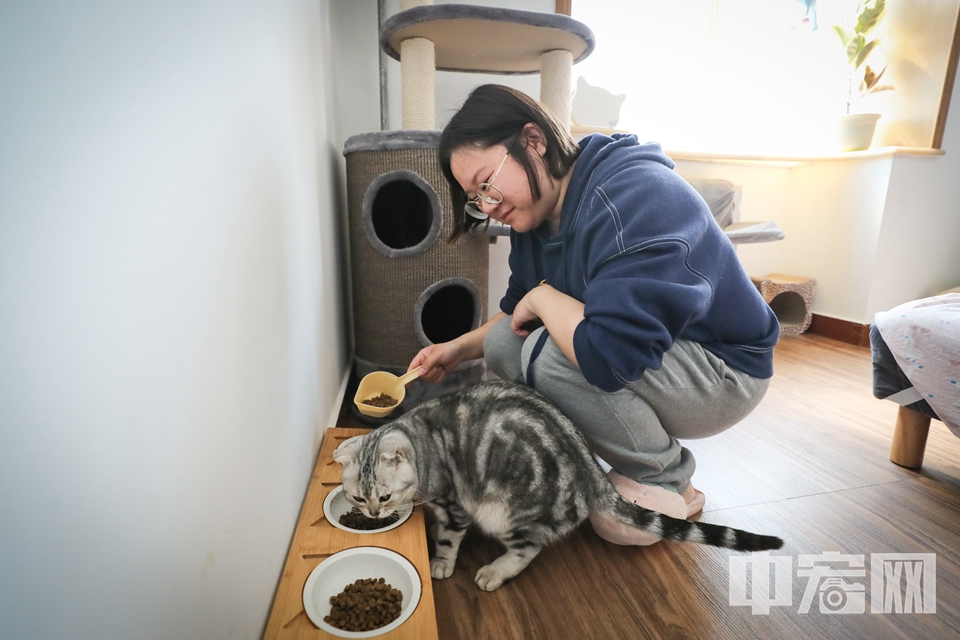 小宋在照顾猫咪。中宏网记者 富宇 摄