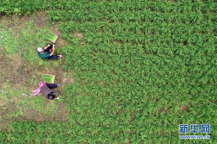 6月24日，贵州省毕节市黔西县洪水镇永平村村民在收割韭菜（无人机拍摄）。 新华社发（胡攀学 摄）