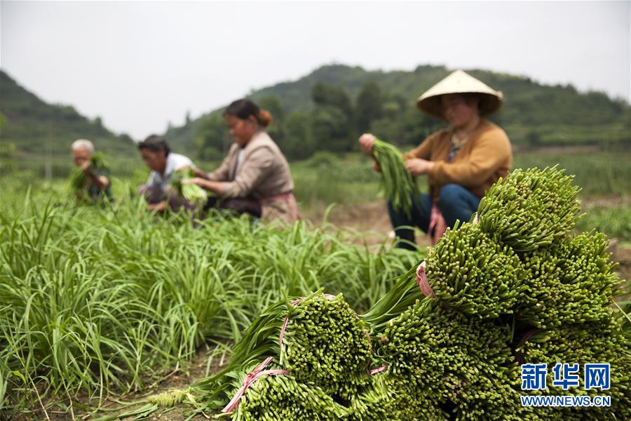 6月24日，贵州省毕节市黔西县洪水镇永平村村民在收割韭菜。 新华社发（史开心 摄）