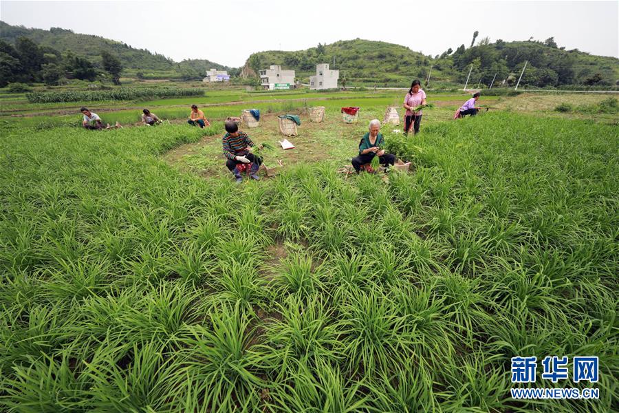 6月24日，贵州省毕节市黔西县洪水镇永平村村民在收割韭菜。 新华社发（欧秀灯 摄）