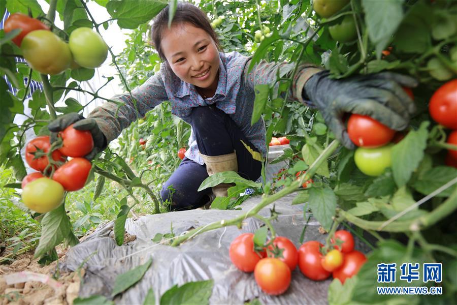 6月24日，贵州省毕节市黔西县文峰街道田坎社区农民在采摘西红柿。 新华社发（周训超 摄）